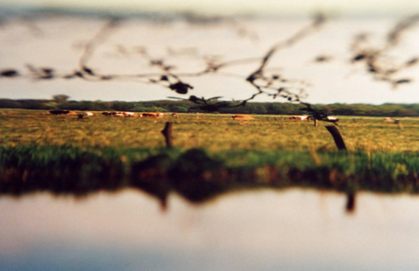 Weide an der Hamme, 2007, analoge Fotografie