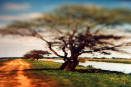 Weg an der Hamme, analoge Fotografie